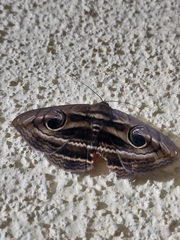 Spirama
