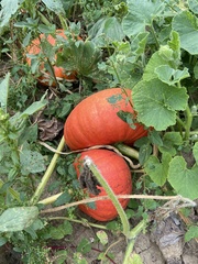 Cucurbita