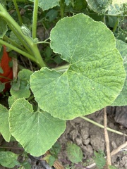 Cucurbita