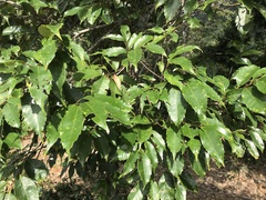Fagaceae