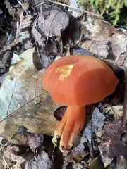 Hygrocybe coccinea