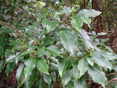 Dendropanax dentiger