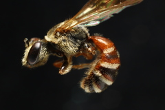 Lipotriches ceratina