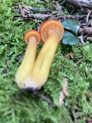 Hygrocybe coccinea