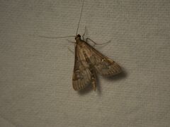 Dolicharthria punctalis