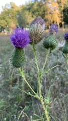 Cirsium vulgare
