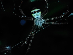 Argiope versicolor