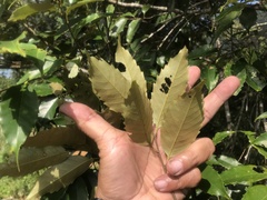 Fagaceae