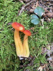 Hygrocybe coccinea