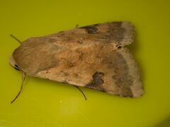 Heliothis peltigera