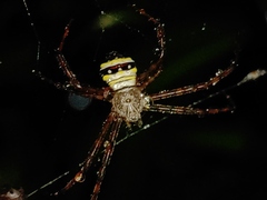 Argiope versicolor