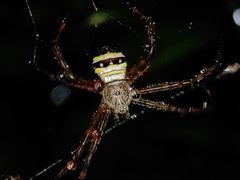 Argiope versicolor