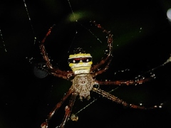 Argiope versicolor