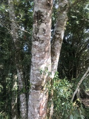 Fagaceae