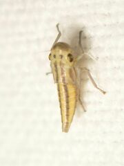 Cicadella