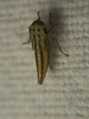 Cicadella
