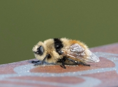 Cephenemyia stimulator