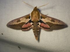 Hyles euphorbiae