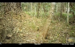 Eopsaltria australis