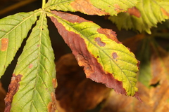 Phyllosticta sphaeropsoidea