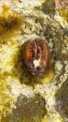 Monetaria caputserpentis