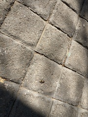 Graphipterus cordiger