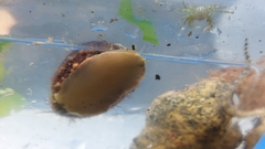 Monetaria caputserpentis