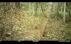 Eopsaltria australis