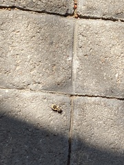 Graphipterus cordiger