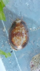 Monetaria caputserpentis