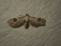 Eupithecia centaureata