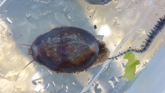 Monetaria caputserpentis