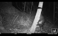 Trichosurus caninus