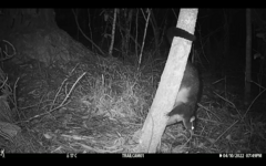 Trichosurus caninus