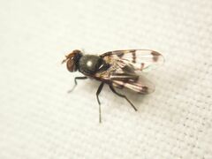 Ulidiidae