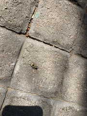 Graphipterus cordiger