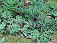 Ligularia japonica