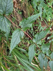 Eupatorium tashiroi