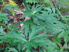 Ligularia japonica