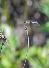 Pachydiplax longipennis