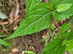 Eupatorium tashiroi