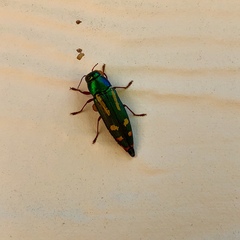 Buprestis rufipes