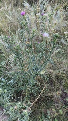 Carduus acanthoides