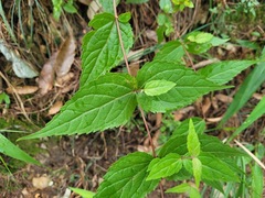 Eupatorium tashiroi