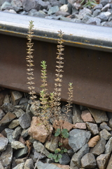 Dracocephalum thymiflorum
