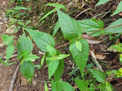 Eupatorium tashiroi