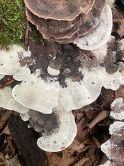 Phellodon confluens