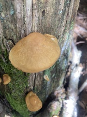 Gymnopilus penetrans