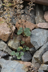 Dracocephalum thymiflorum