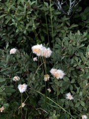 Eriophorum